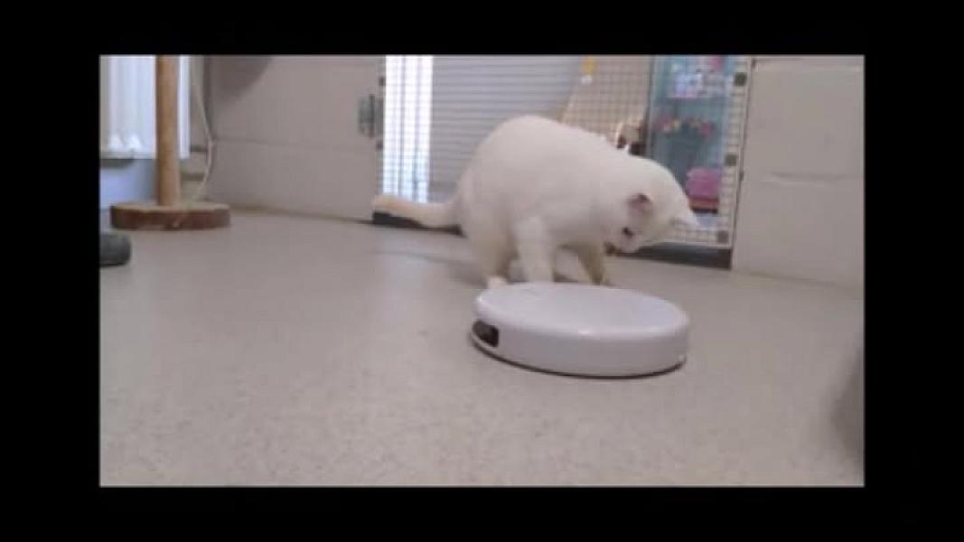 Kattenpraat