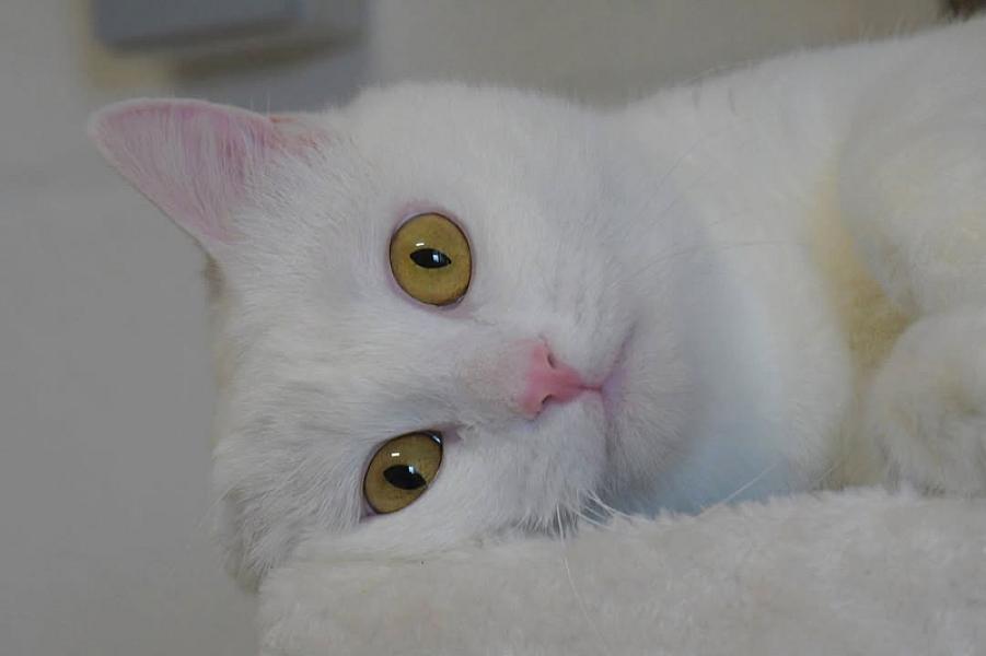 Kattenpraat