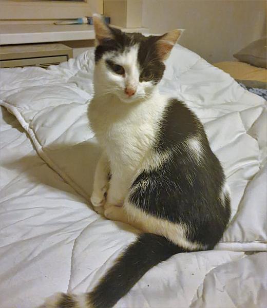 Kattenpraat