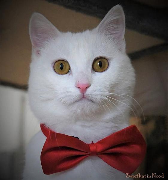 Kattenpraat