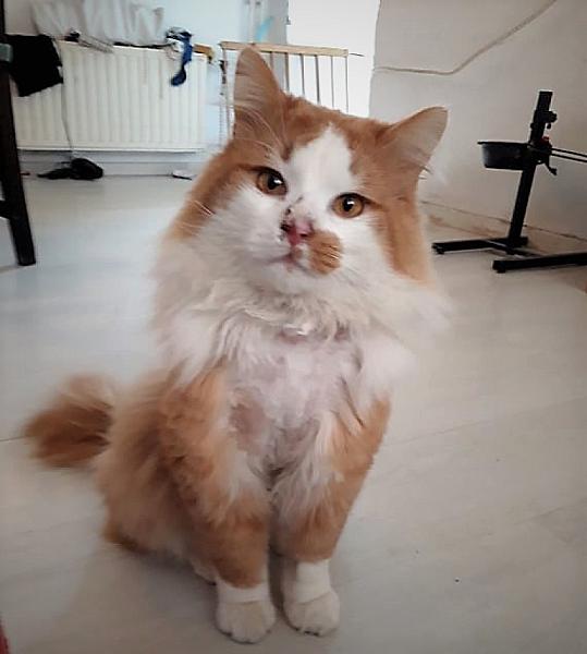 Kattenpraat