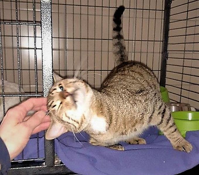 Kattenpraat