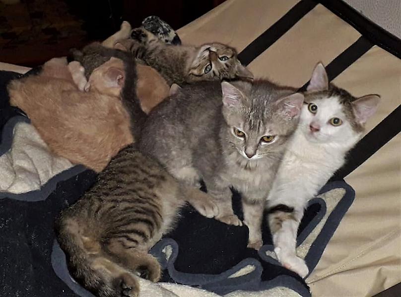 Kattenpraat