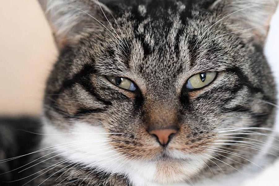 Kattenpraat