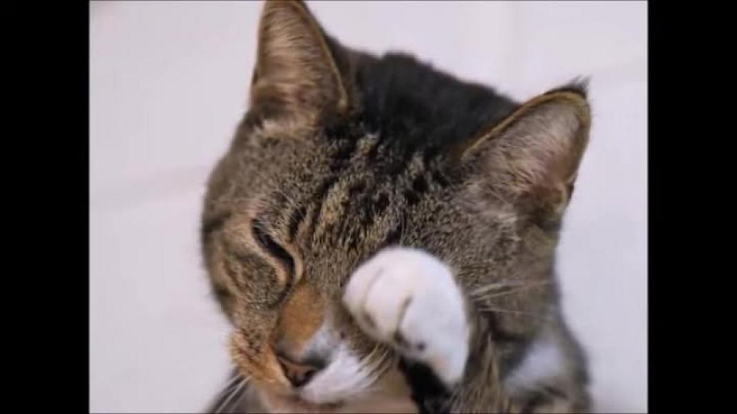 Kattenpraat