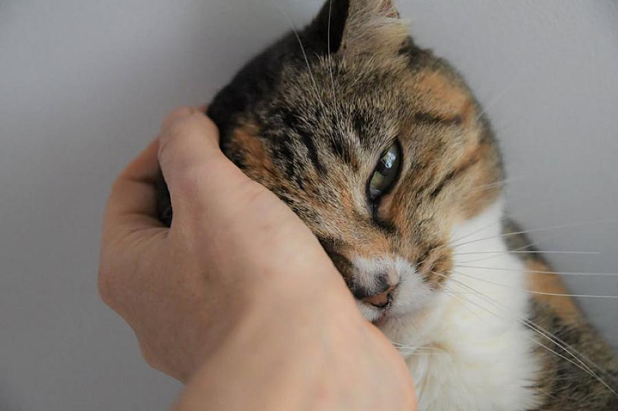 Kattenpraat