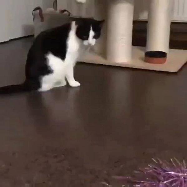 Kattenpraat