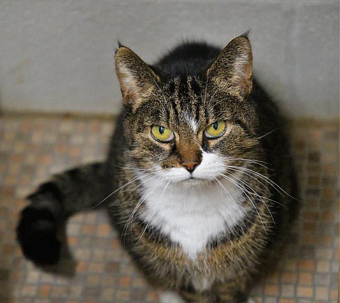 Kattenpraat