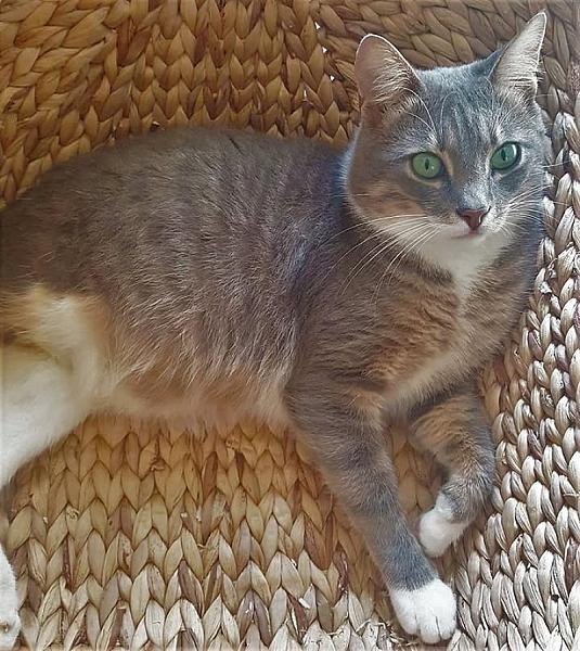 Kattenpraat