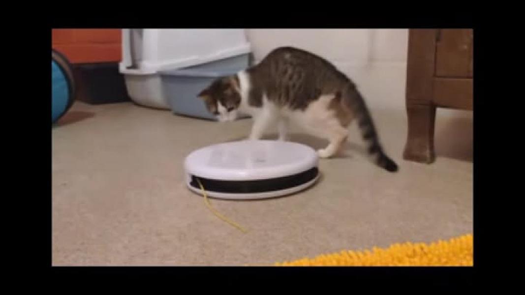 Kattenpraat