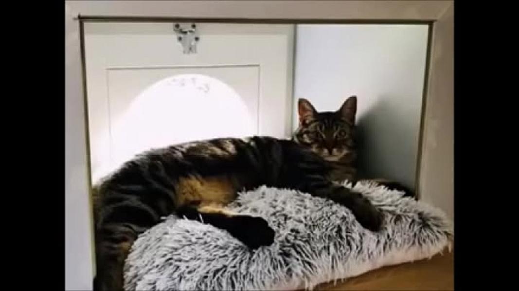 Kattenpraat