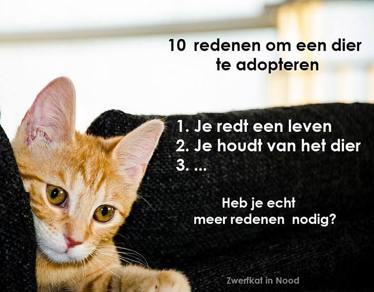 Kattenpraat