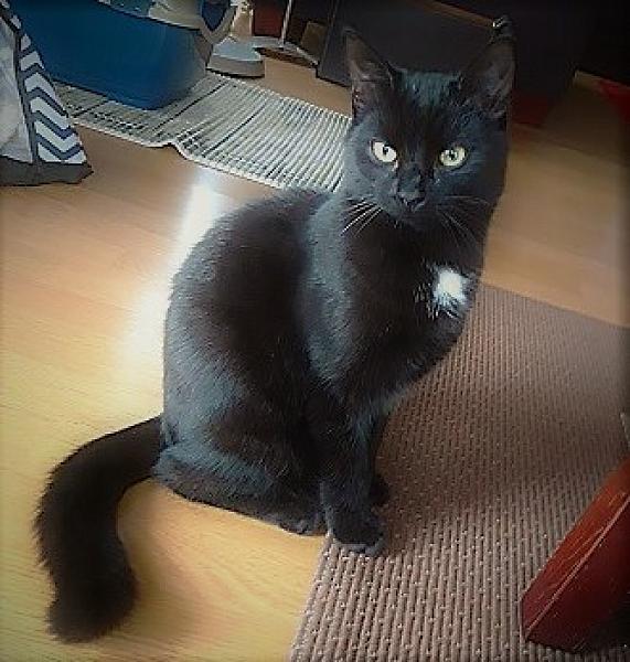 Kattenpraat