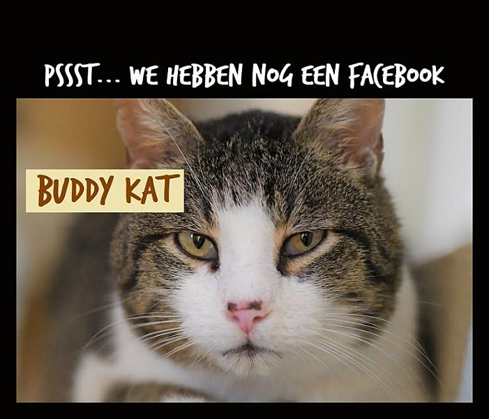 Kattenpraat