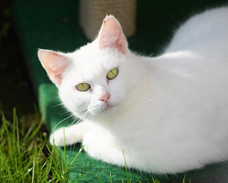 Kattenpraat