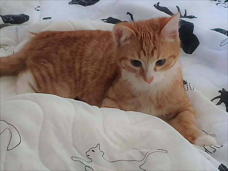 Kattenpraat