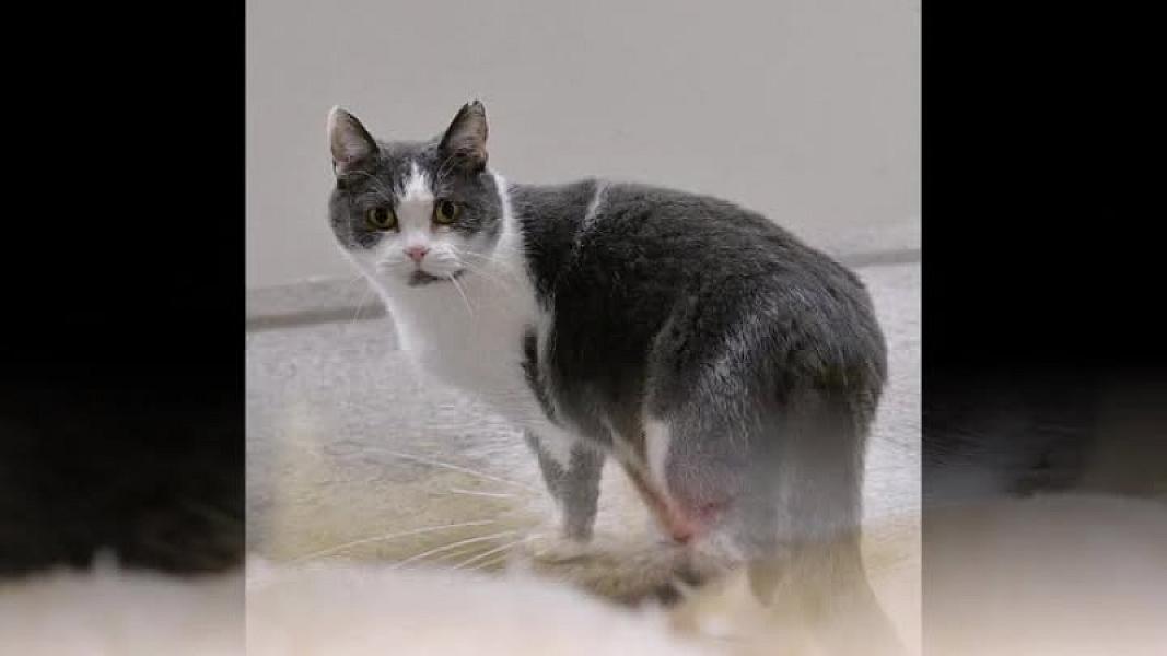 Kattenpraat