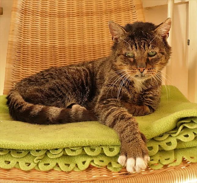 Kattenpraat