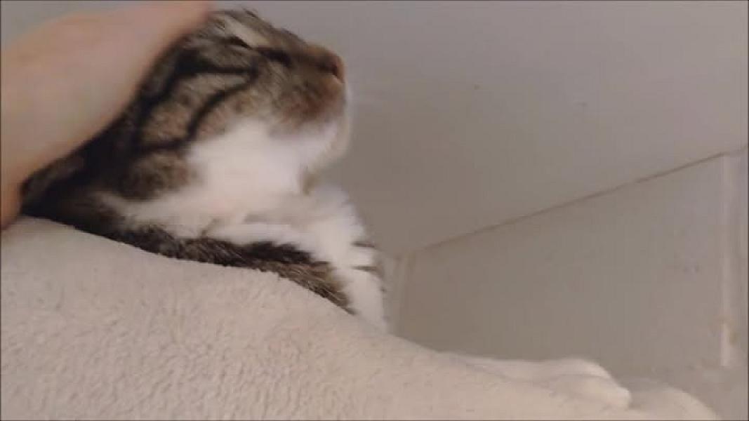 Kattenpraat