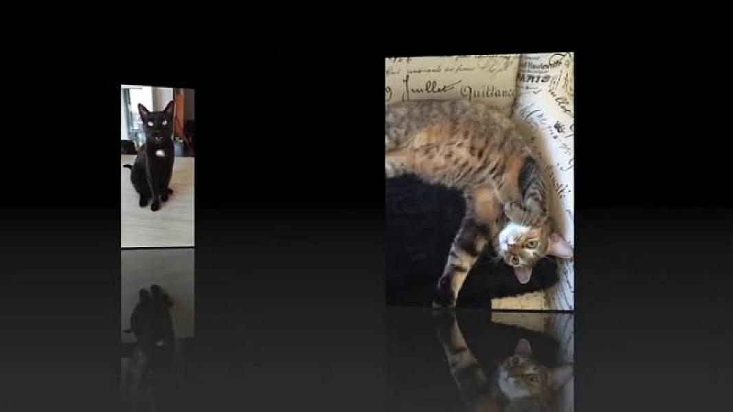 Kattenpraat