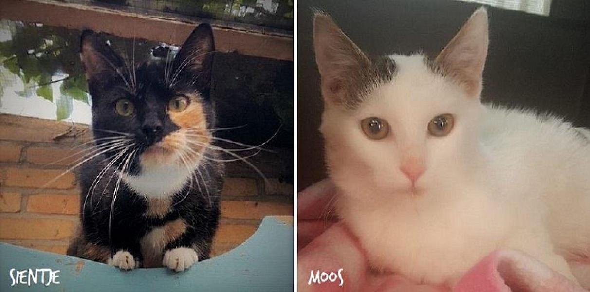 Kattenpraat