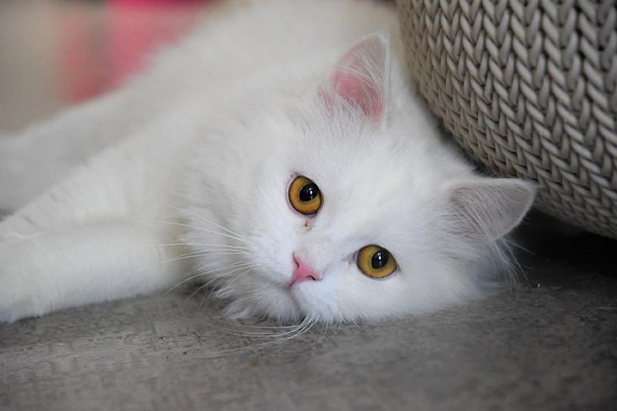 Kattenpraat