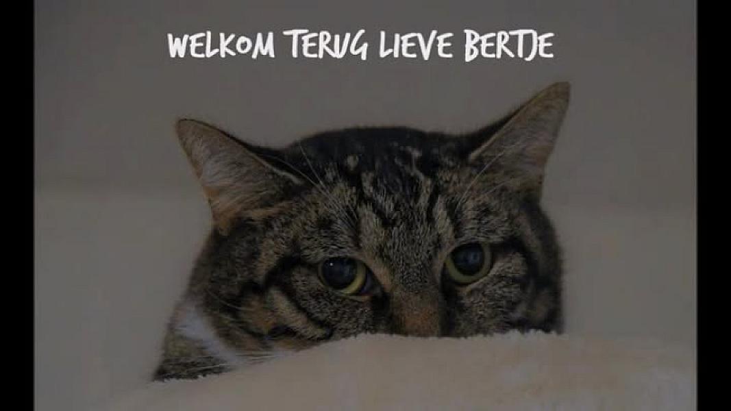 Kattenpraat