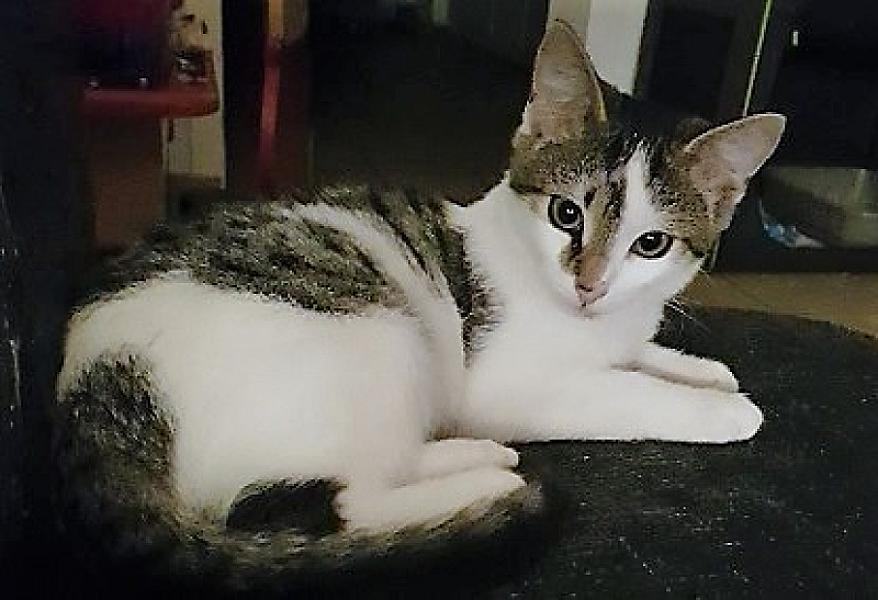 Kattenpraat