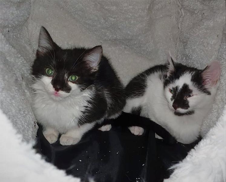 Kattenpraat