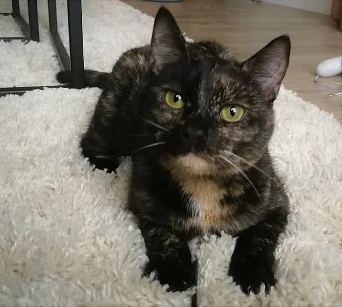 Kattenpraat
