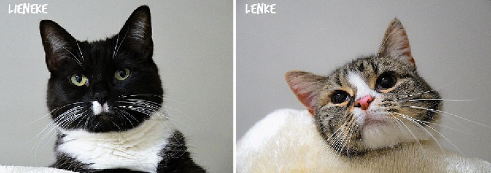 Kattenpraat