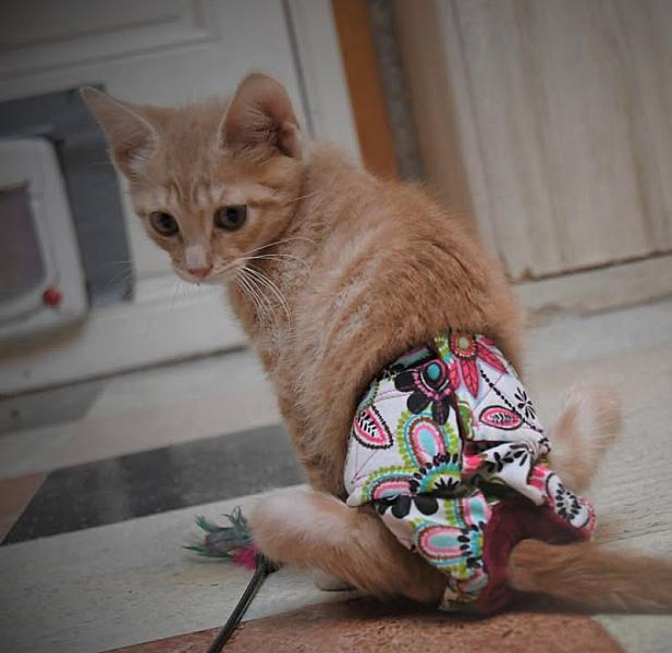 Kattenpraat