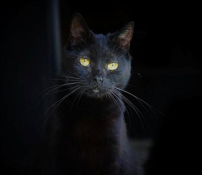 Kattenpraat