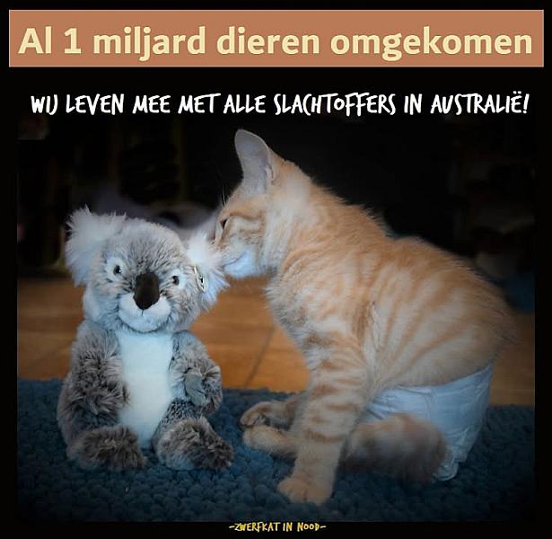 Kattenpraat