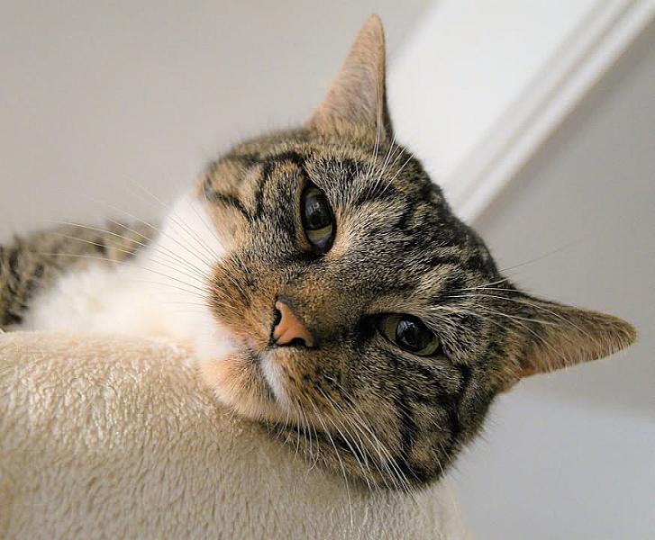 Kattenpraat