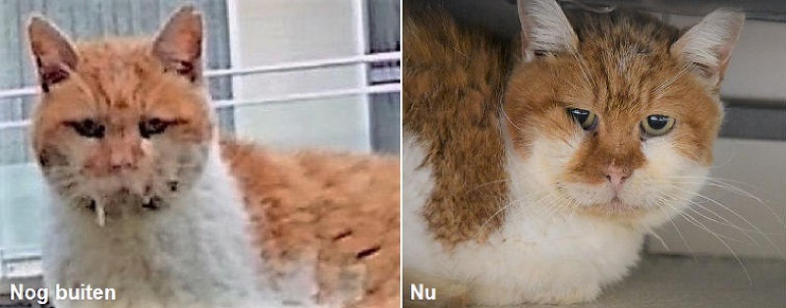 Kattenpraat