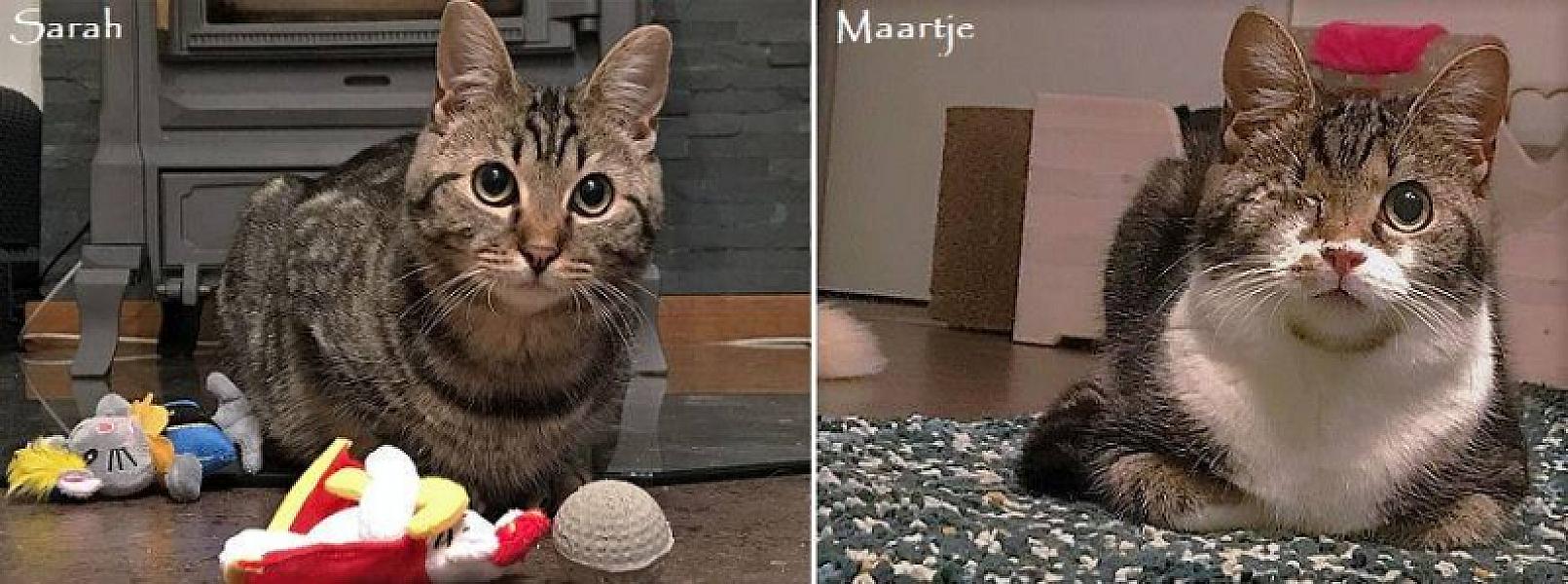Kattenpraat