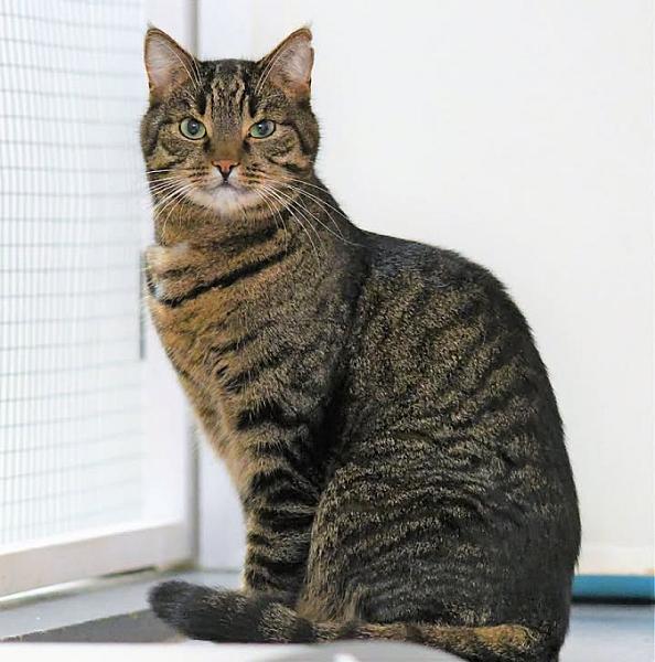 Kattenpraat