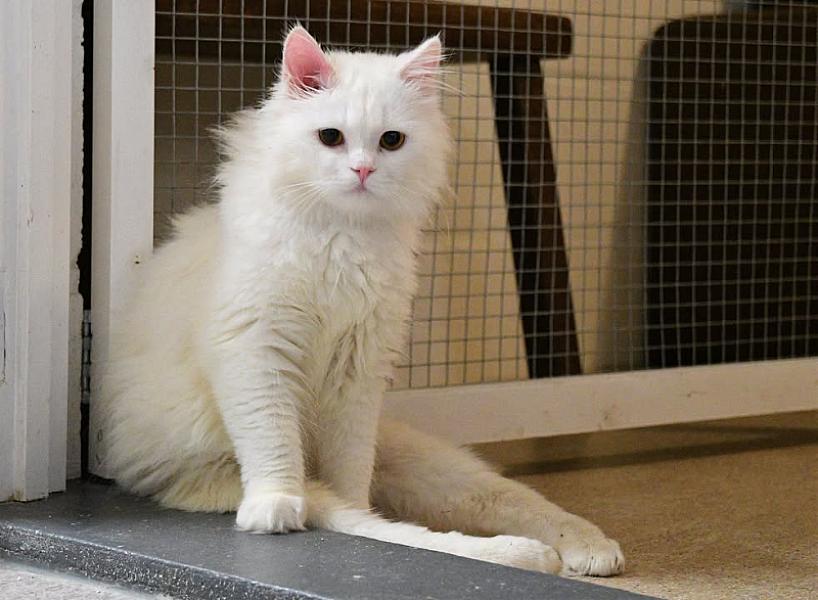 Kattenpraat