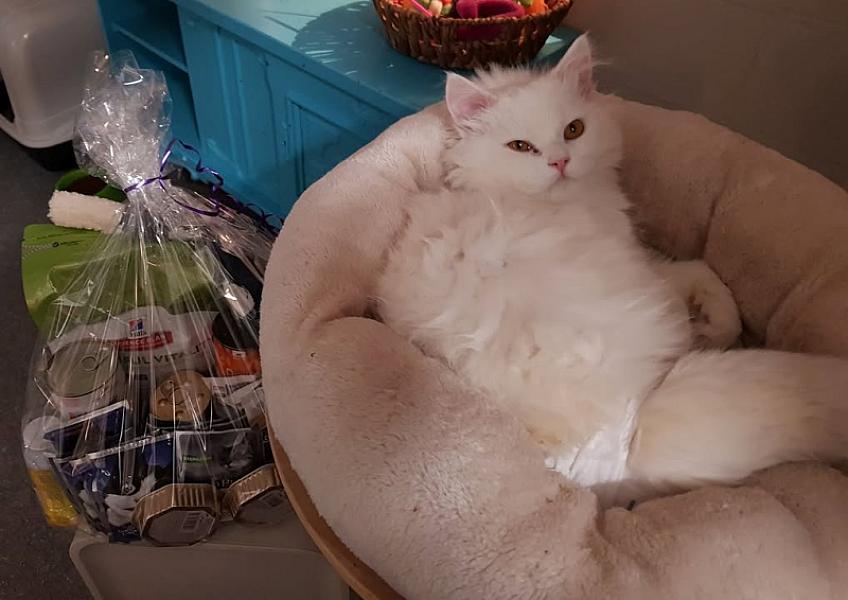 Kattenpraat
