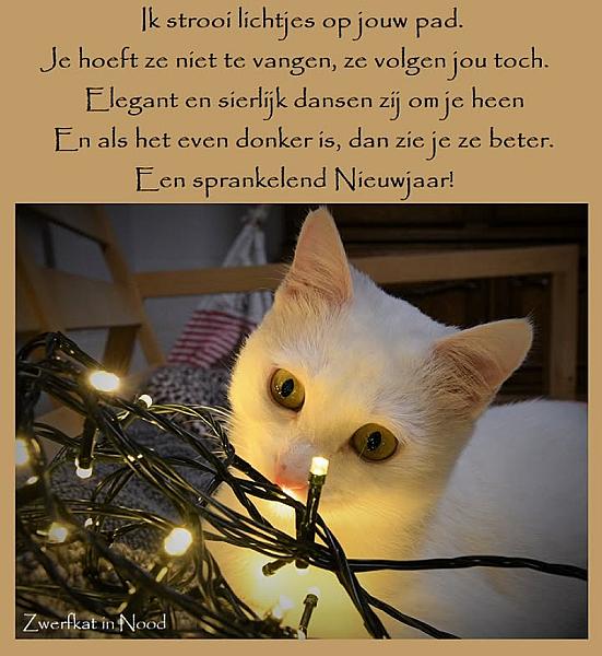 Kattenpraat