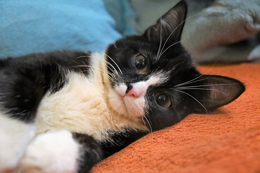 Kattenpraat
