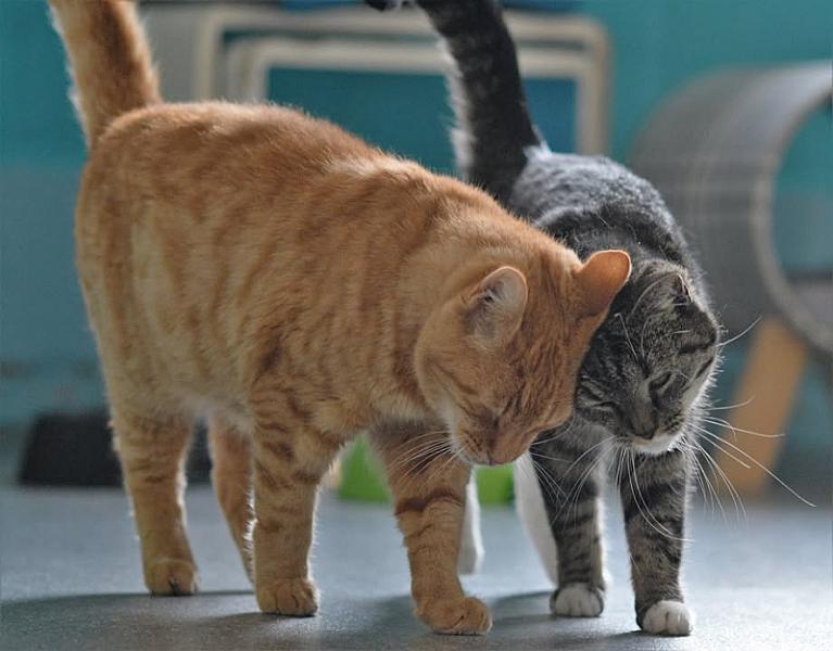 Kattenpraat