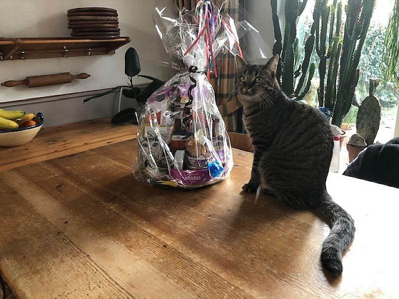 Kattenpraat