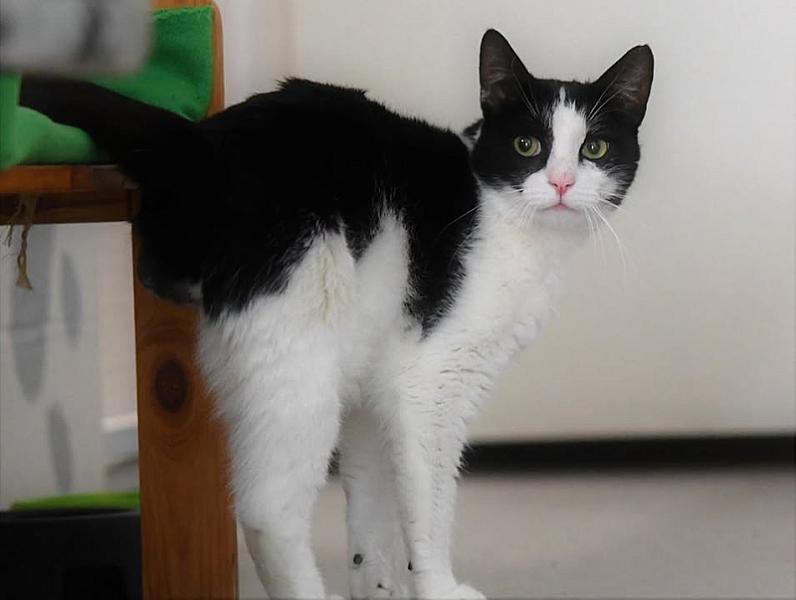 Kattenpraat