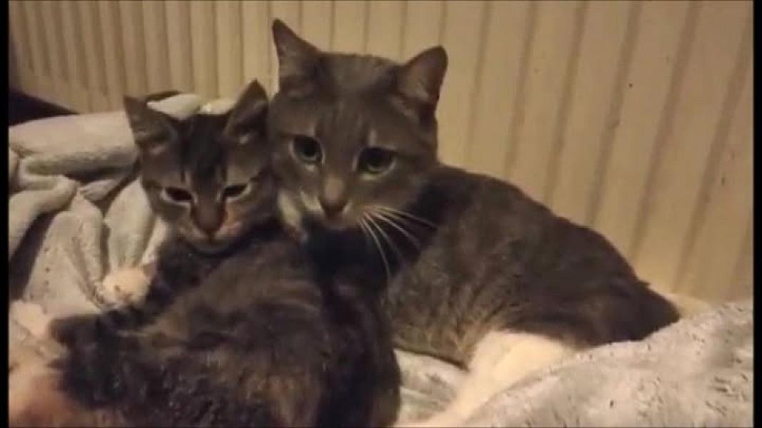 Kattenpraat
