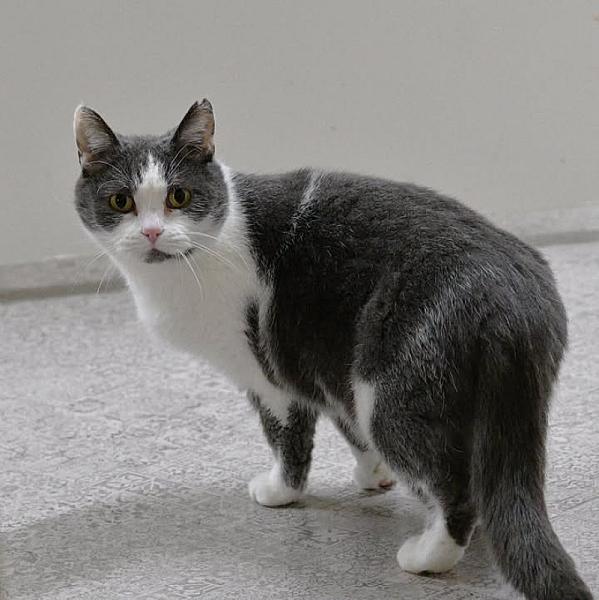 Kattenpraat