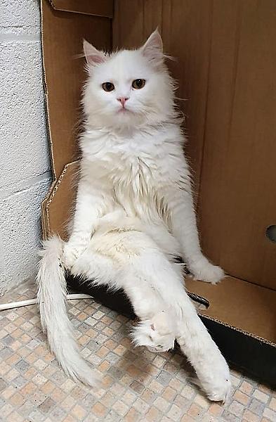Kattenpraat