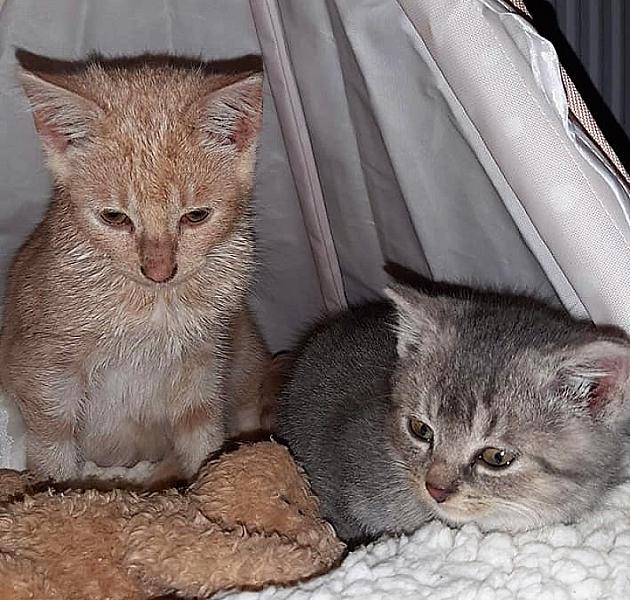 Kattenpraat