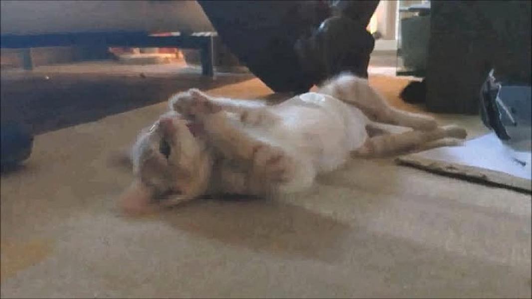 Kattenpraat